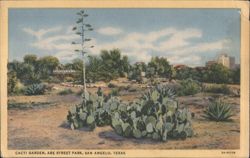 Cacti Garden, Abe Street Park, San Angelo, TX Postcard