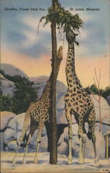 Giraffes, Forest Park Zoo Postcard