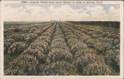 Juayule Plants for Rubber Production, Salinas, CA Postcard