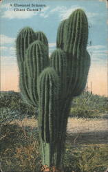 A Clustered Schuaro, (Giant Cactus.) Postcard