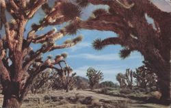 Joshua Tree Forest Postcard