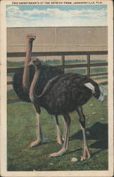 Two Sweethearts at the Ostrich Farm, Jacksonville, FL Postcard