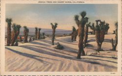 Joshua Trees and Desert Sands, California Postcard
