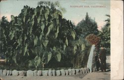Elephant Ear Plants, California Postcard