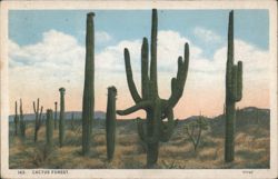 Cactus Forest, Saguaro Cacti Landscape Postcard