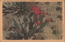 Beavertail Cactus in Bloom, California Postcard
