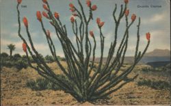 Ocotillo Cactus with Red Blooms Postcard