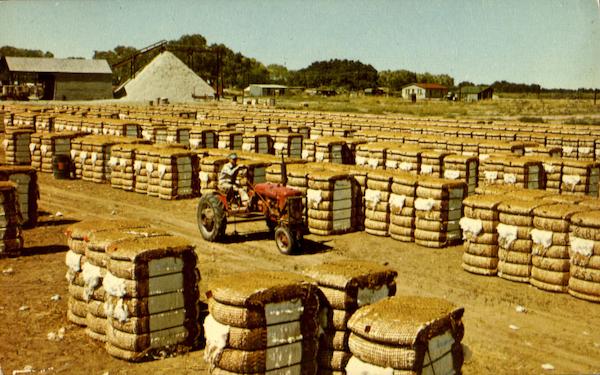 Bales Of Cotton Farming