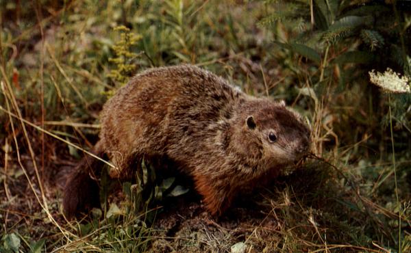 The Burly Woodchuck