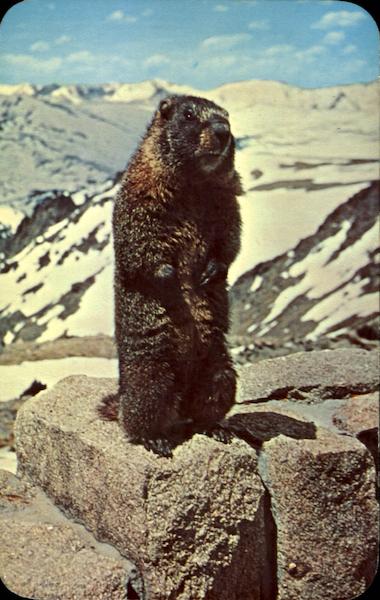 Marmot