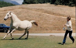 Nancy Reagan Enjoys President Regan's White Horse Nancy Reagan Enjoys President Regan's White Horse