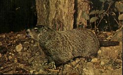 Woodchuck Marmota Monax Postcard