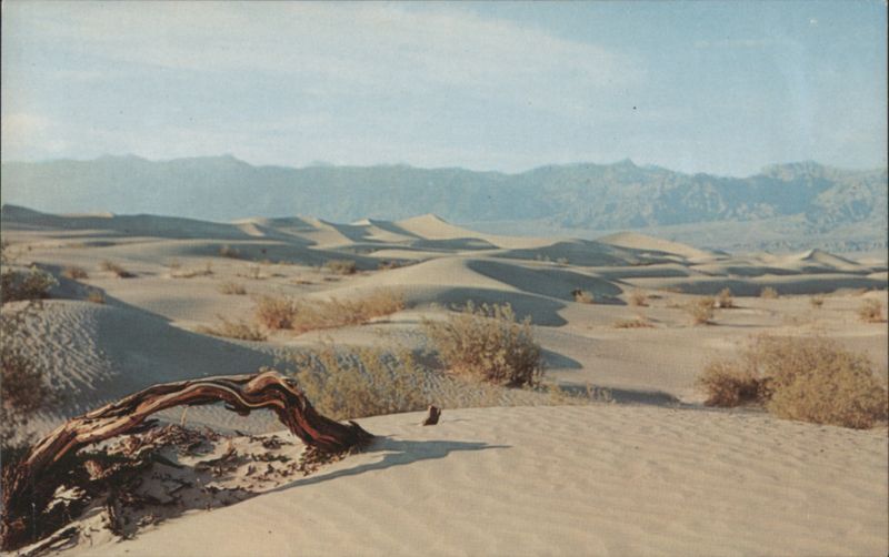 Desert Sands Franklin Photo Agency Cactus & Desert Plants