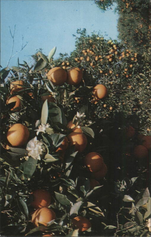 Oranges and Blossoms - Fruit and Flowers on Trees