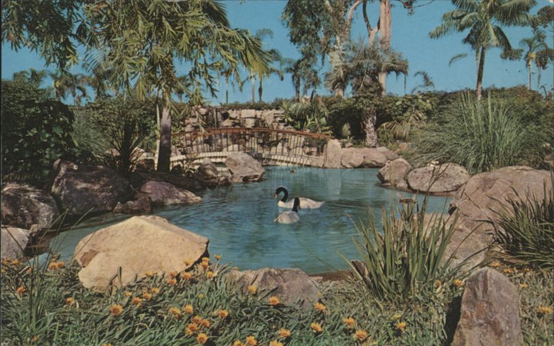 Black Necked Swan, San Diego Zoo - Animal Color Series California