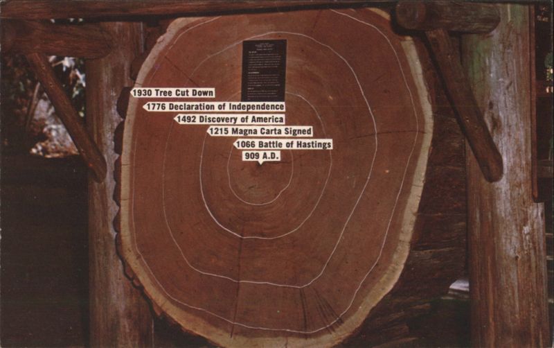 Tree Trunk Cross-Section Historical Dates Timeline