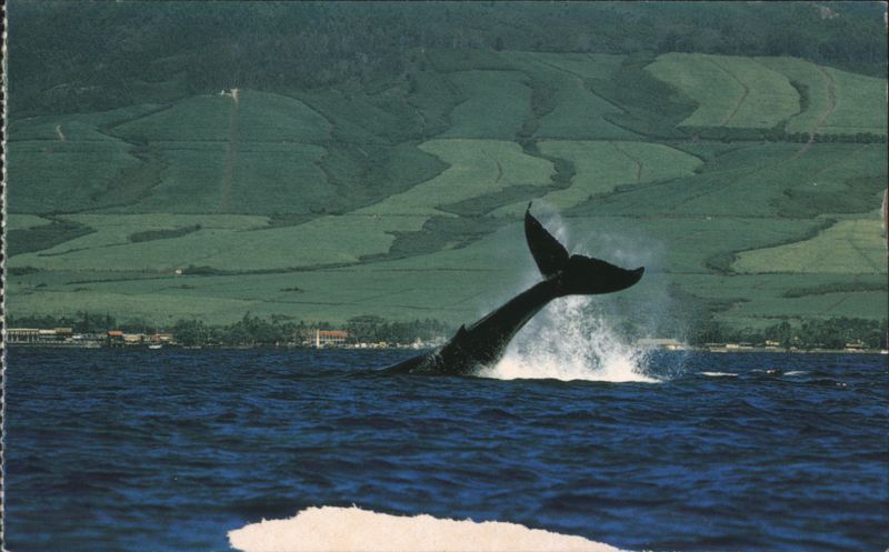 Humpback Whale Diving, West Maui Canefields Hawaii