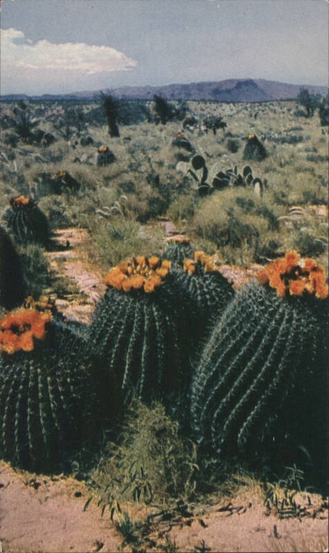 Barrel Cactus on the Desert - Blooming Candy Cactus