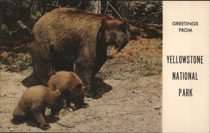American Black Bear and Cubs, Yellowstone National Park