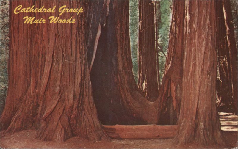 Cathedral Group Muir Woods California Redwoods