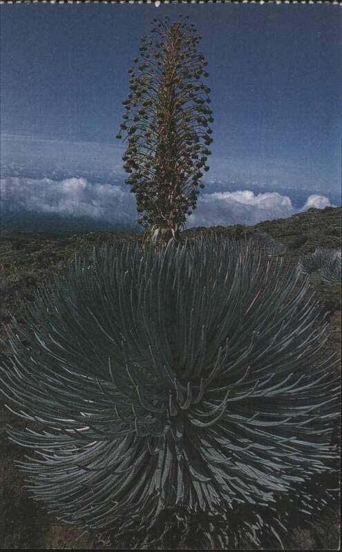 Silversword Plant, Haleakala, Maui, HI Hawaii B. Abraham