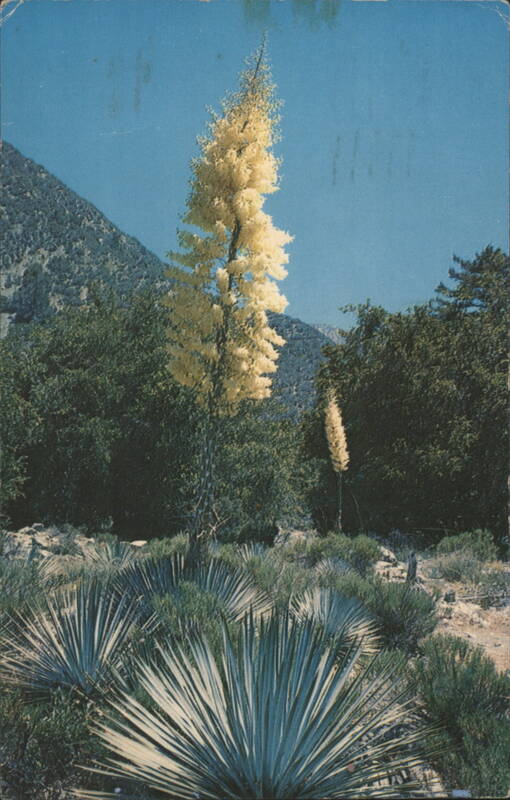 Native Yucca in bloom with mountains Cactus & Desert Plants