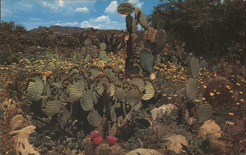 Desert Garden Prickly Pear Cactus Desert Flora Jerry McLain
