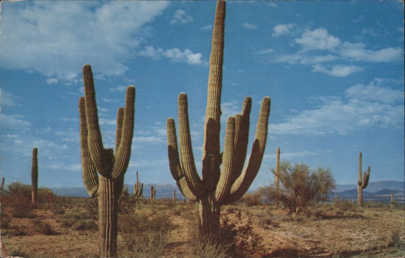 Saguaro Cactus Desert Landscape Southwest Bob Petley