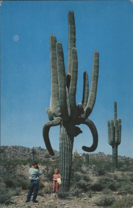 Desert Giants - Giant Saguaro Cacti Arizona Jim Sexton