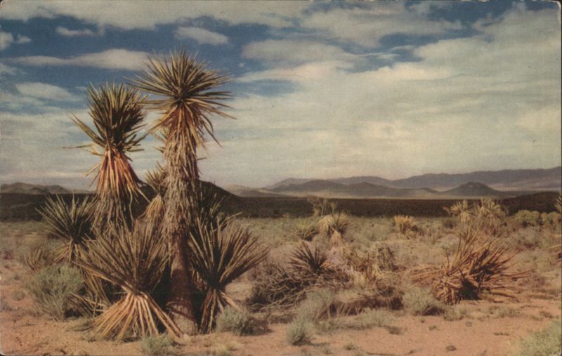 Endless Suntanned Desert Yucca Plants Landscape Carlos Elmer
