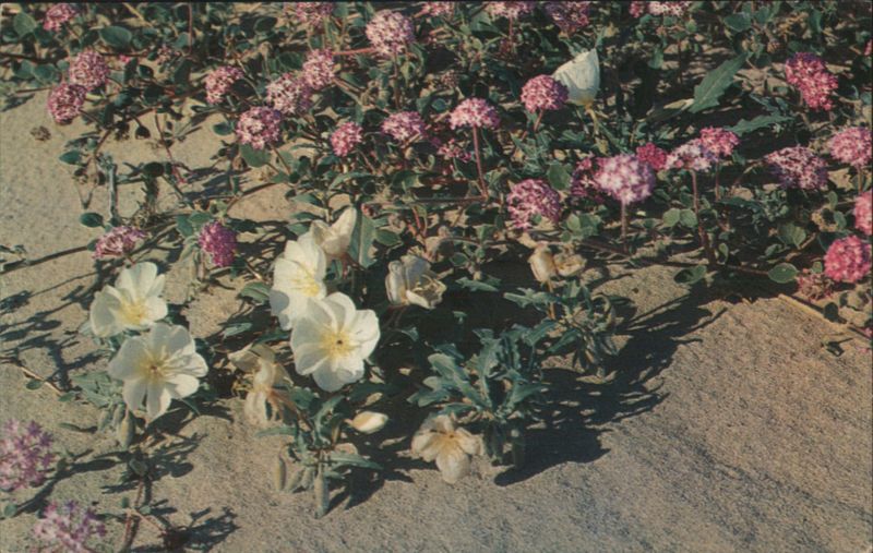 Sand Verbena and Primrose Flowers