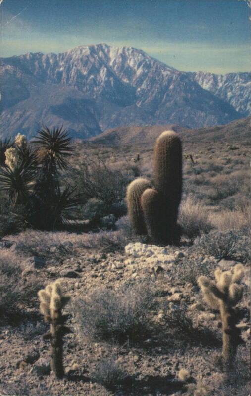 Desert Panorama with Cholla, Barrel Cactus, Mojave Yucca