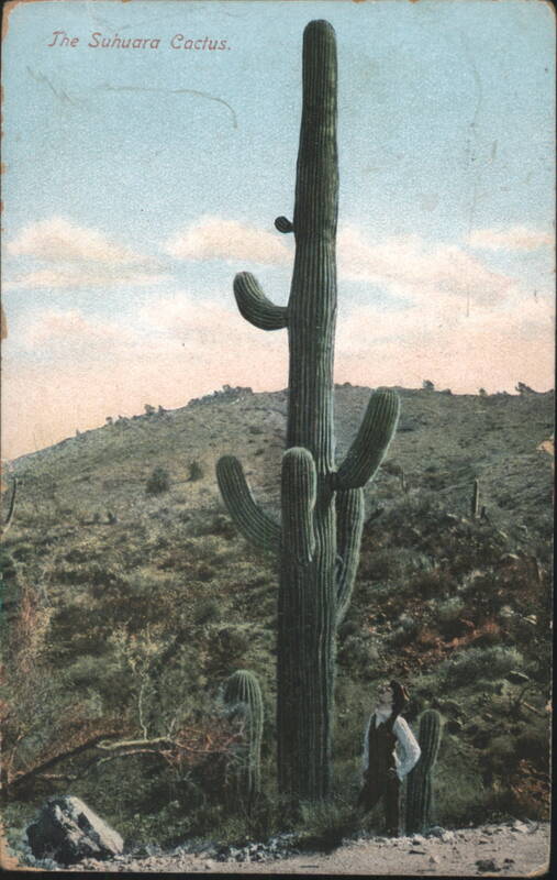 The Suhuara Cactus Arizona