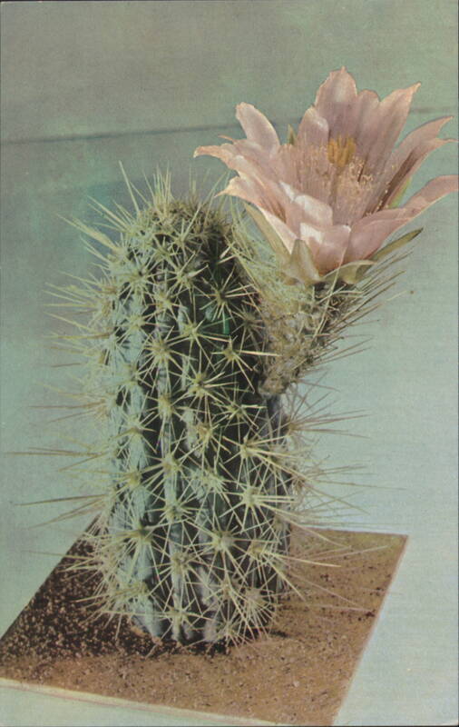 Echinocereus Engelmanii Glass Model, Harvard University