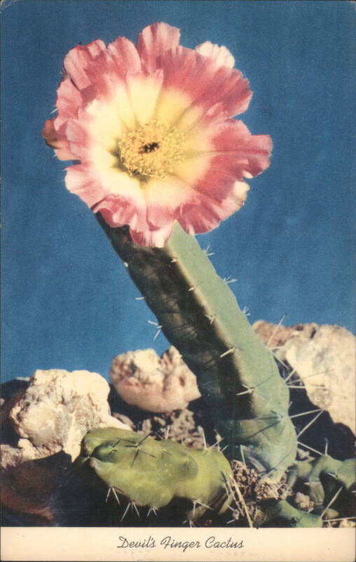 Devil's Finger Cactus with Pink & Yellow Flower Cactus & Desert Plants