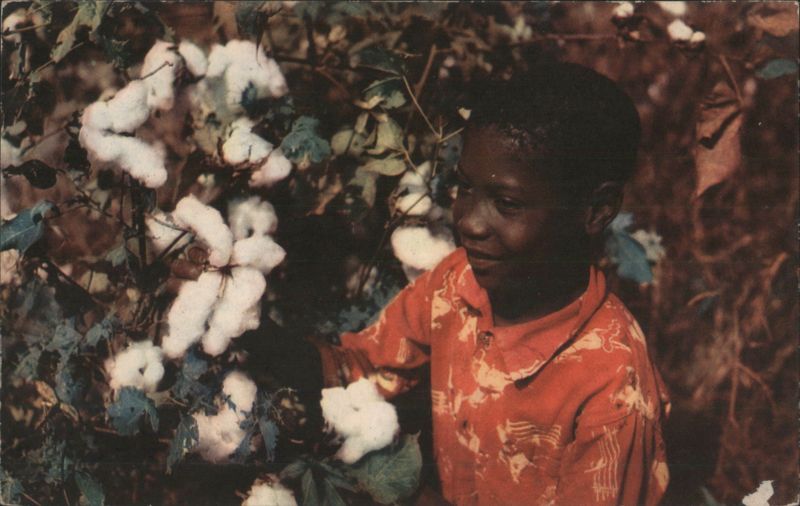Boy Picking Cotton Farming