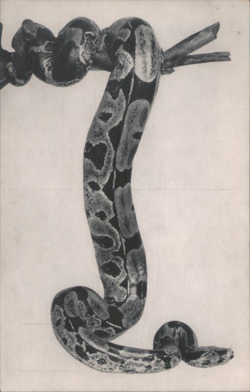 Boa Constrictor, Chicago Natural History Museum Snakes & Reptiles