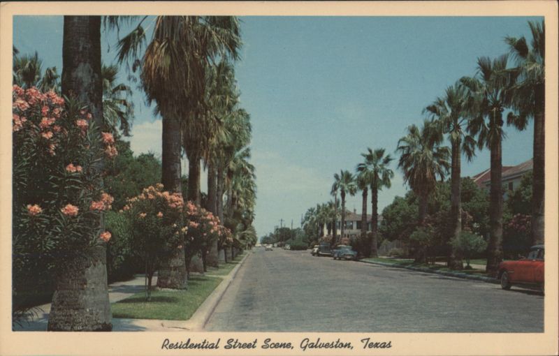 Residential Street Scene, Oleander & Palms, Galveston Texas
