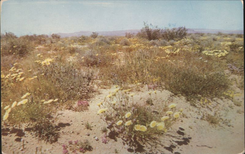 Hinkley Valley Mojave Desert Spring Wildflowers California