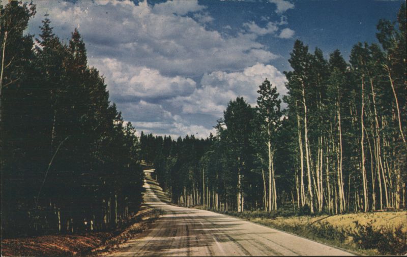 Kaibab National Forest Road, Aspens & Spruce Arizona