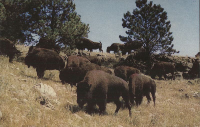 Buffaloes, Custer State Park, Black Hills, SD South Dakota