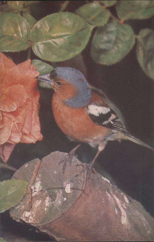 Chaffinch Bird on Log with Rose Birds