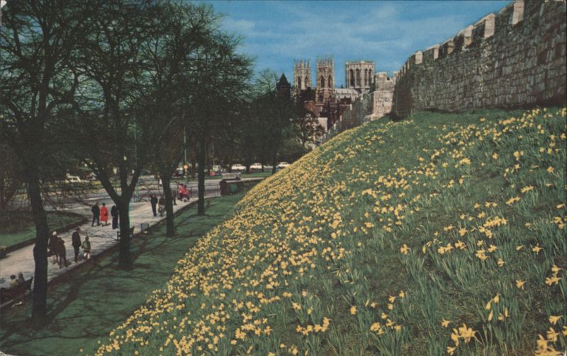 Bar Walls, York, Springtime Daffodils, Minster View United Kingdom