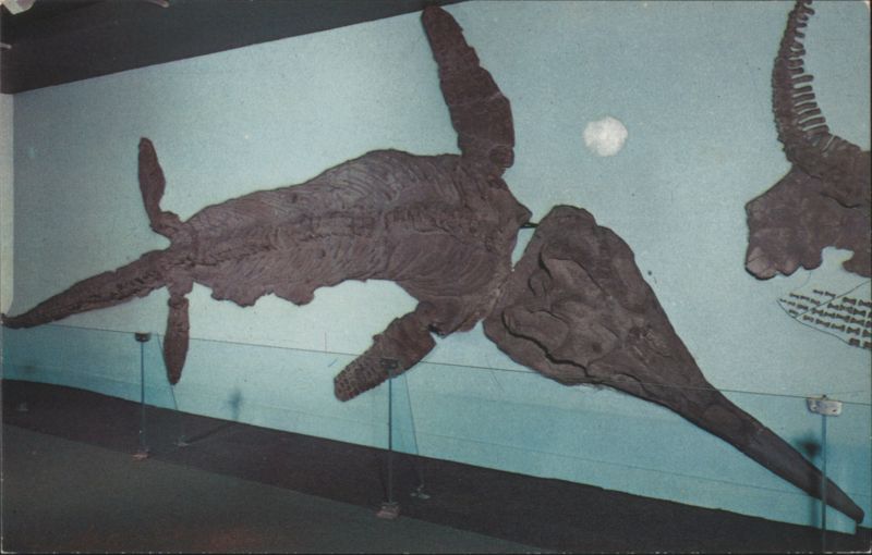 Fossil Sea Lizard Ichthyosaurus crassimanus Snakes & Reptiles