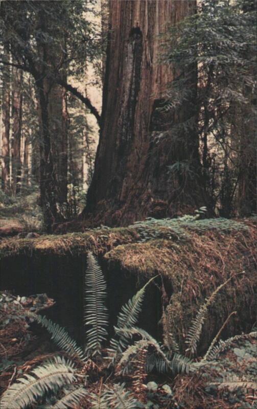 Redwood Environment Giant Trees Ferns Mirl H. Simmons