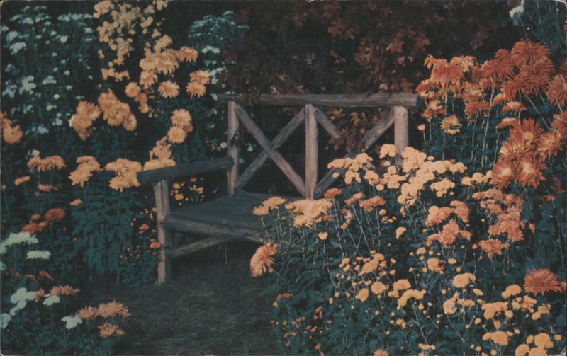 Garden Bench Amidst Colorful Chrysanthemums Salladasburg Pennsylvania