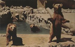 Three Kinds of Brown Bears at San Diego Zoo Postcard