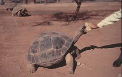 Giant Tortoise Fed at San Diego Zoo Postcard