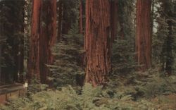 Giant and Ancient Redwood Trees, Redwood Highway US 101 Postcard