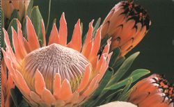 Proteas of Hawaii, Exotic Flowers of Maui Island Postcard